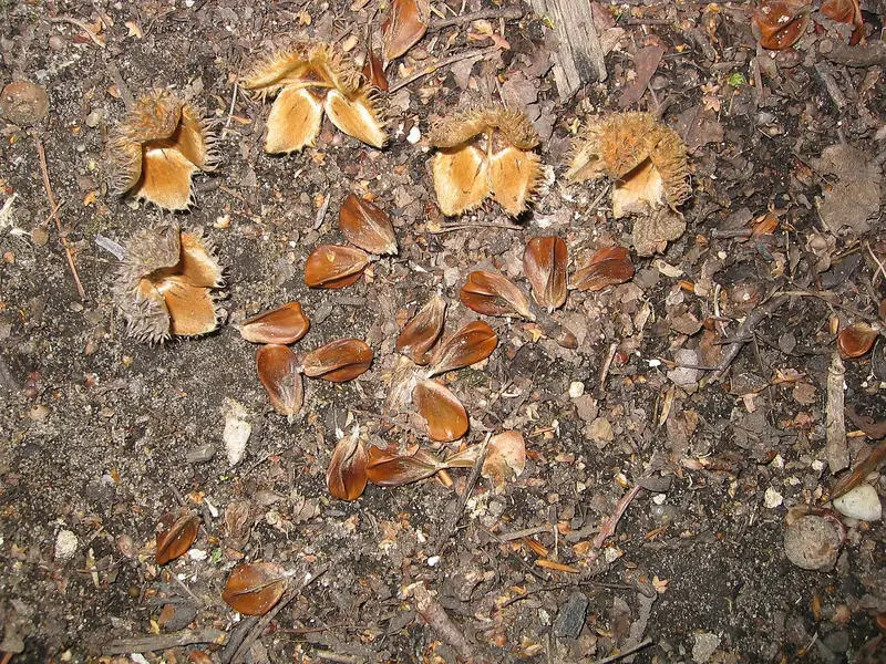 Foto: Bucheckern und aufgesprungene, vierklappige Fruchtbecher auf dem Waldboden