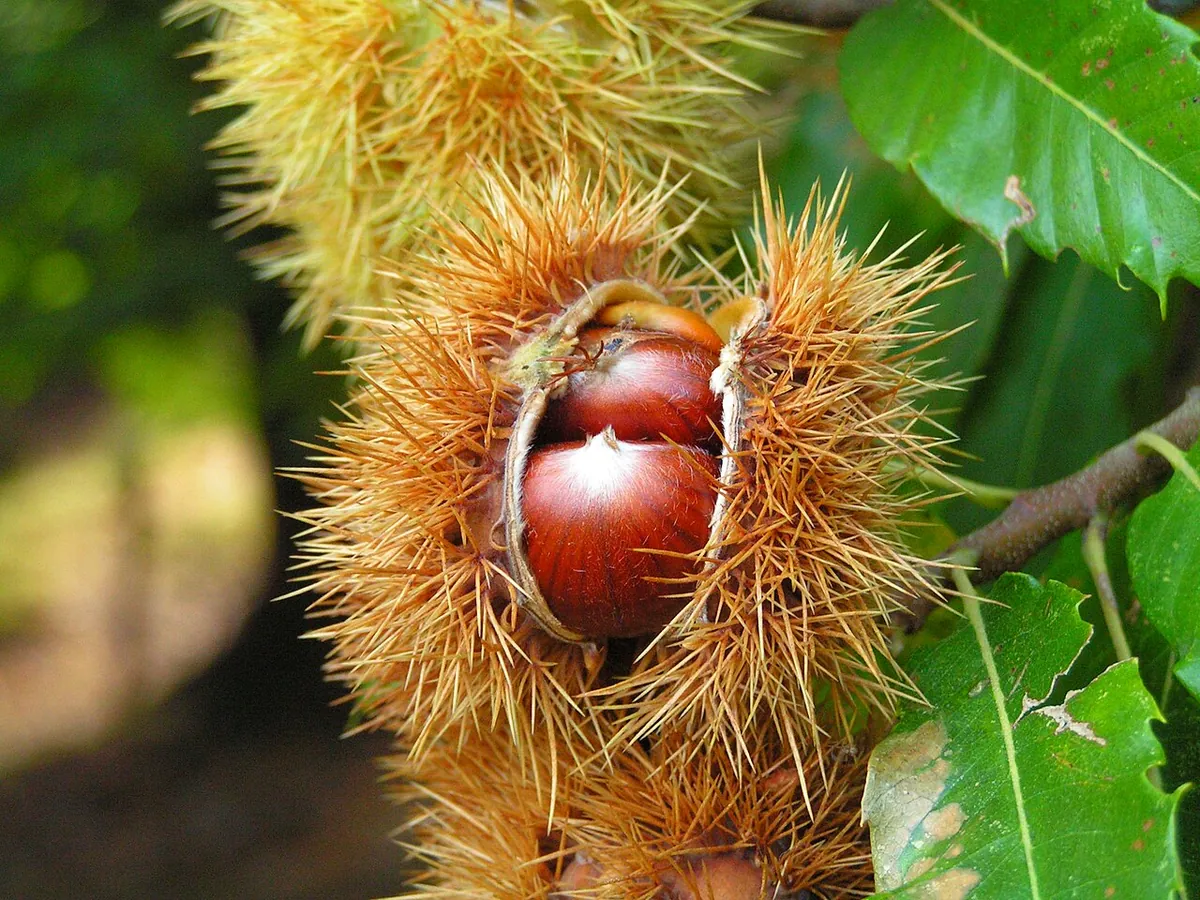 Foto: Edelkastanie, aufgesprungene stachelige Fruchthülle mit glänzend braunen Kastanien und gezähnten Blättern
