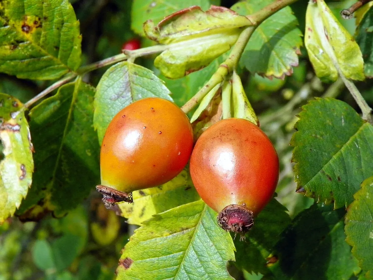 Foto: Zwei orangerote Hagebutten zwischen gefiederten Blättern