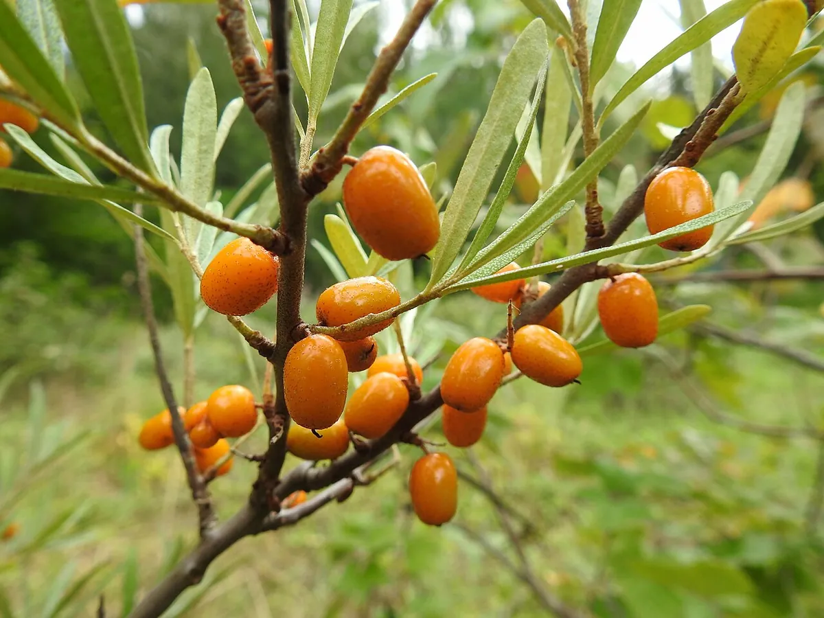 Foto: Sanddornzweig mit schmalen, graugrünen Blättern und orangen, eiförmigen Beeren eng am Zweig.