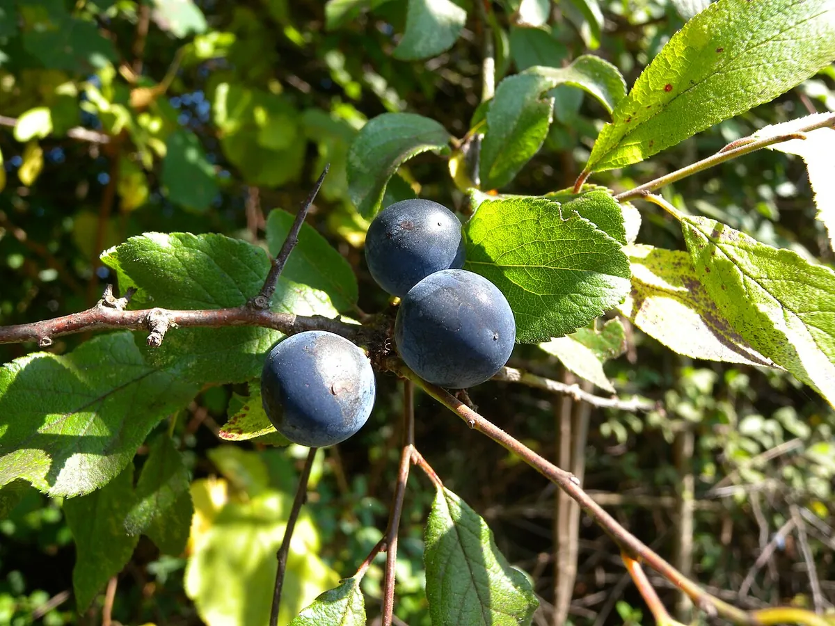 Foto: Schlehenzweig mit runden, schwarzblauen, bereiften Früchten und kleinen Blättern.