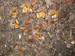 Foto: Bucheckern und aufgesprungene Fruchtbecher auf dem Waldboden