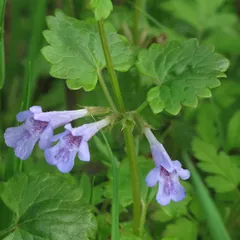 Foto: Gundermann mit blauvioletten Lippenblüten und gekerbten Blättern