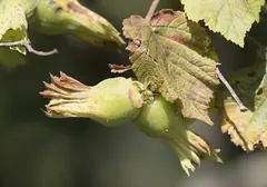 Foto: Haselnüsse in grüner, zerschlitzter Hülle am Zweig