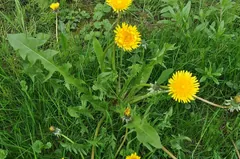 Foto: Löwenzahn in einer Wiese mit gelben Blütenkörben