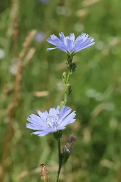 Foto: Wegwarte mit zwei himmelblauen Korbblüten