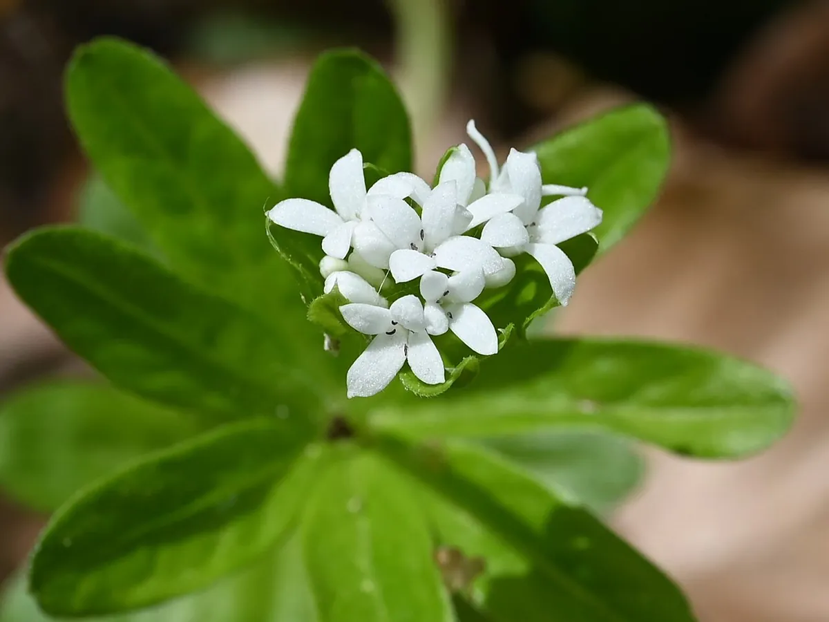 Foto: Waldmeister mit weissen, vierzähligen Blüten über einem Quirl aus schmalen Blättern.